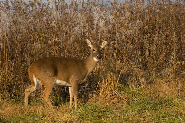 Witstaarthert doe — Stockfoto