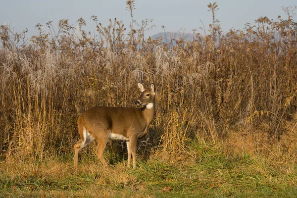 Cerf de Virginie — Photo