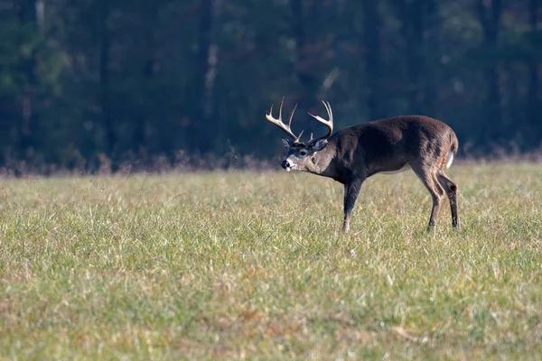 Grande cervo dalla coda bianca buck nel prato — Foto Stock