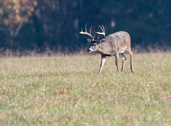 Buck velké bílé - sledoval jelena v louce — Stock fotografie
