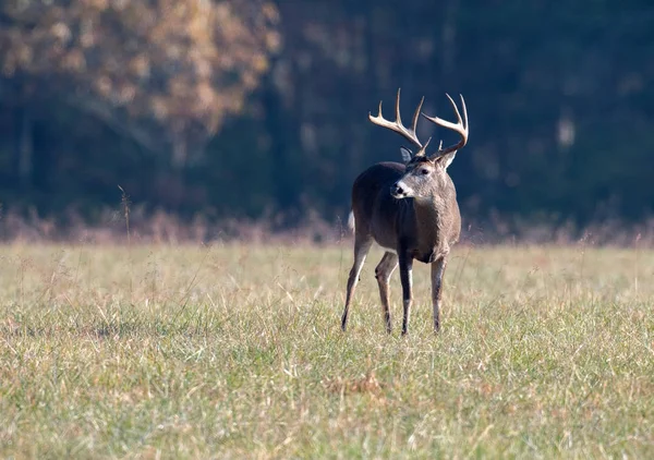 Buck velké bílé - sledoval jelena v louce — Stock fotografie