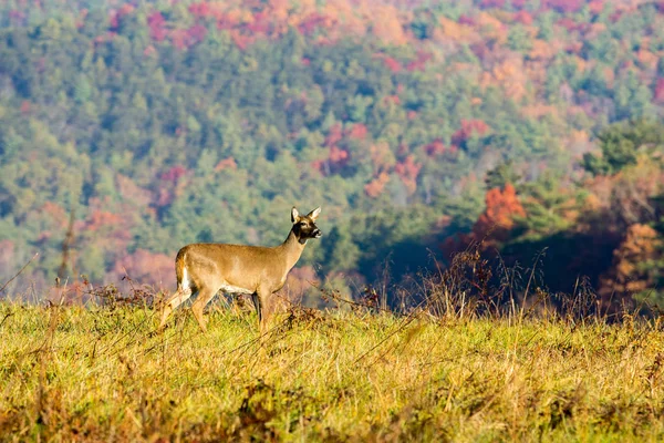 White-tailed deer doe — Stock Photo, Image
