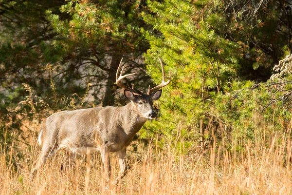 Grote Witstaarthert buck — Stockfoto