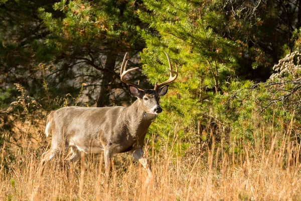 Grande cervo dalla coda bianca buck — Foto Stock