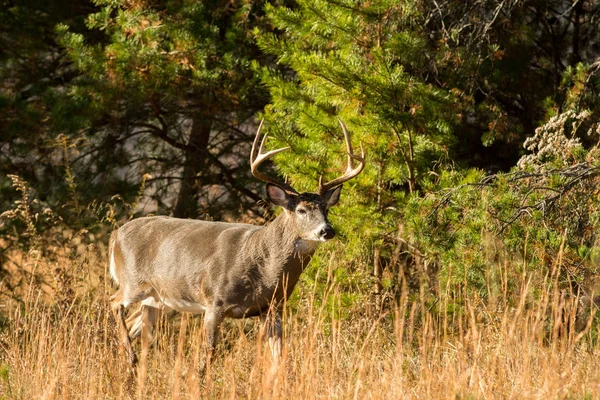 Duże Jeleń buck — Zdjęcie stockowe