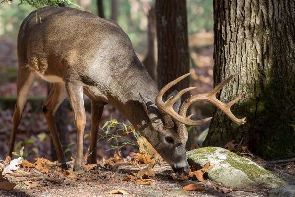 Grand cerf de Virginie dans les bois — Photo
