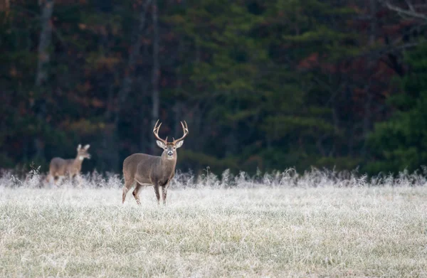 Stora Vitstjärtad buck — Stockfoto