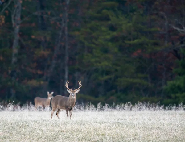 Large white-tailed buck — Stock Photo, Image