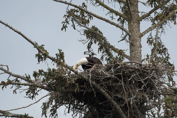 Bald eagle in a nest