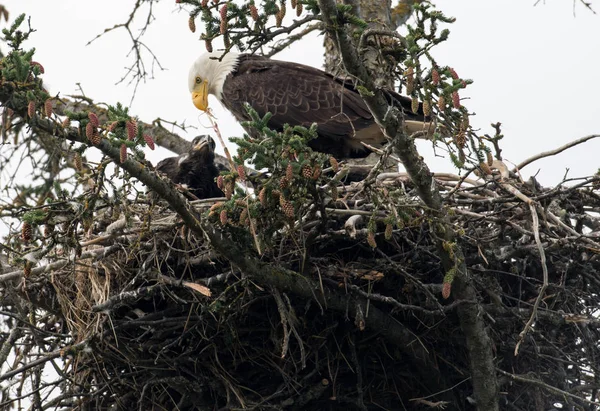 Weißkopfseeadlernest in Alaska — Stockfoto