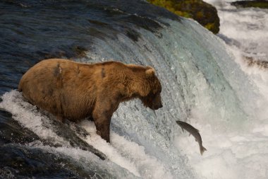 Alaska boz ayı yakalamak somon