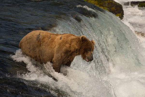 Alaskan brown bear catching salmon — Stock Photo, Image