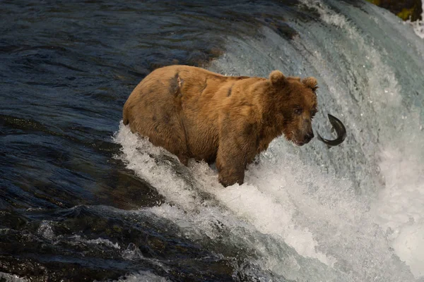 Urso pardo do Alasca captura salmão — Fotografia de Stock