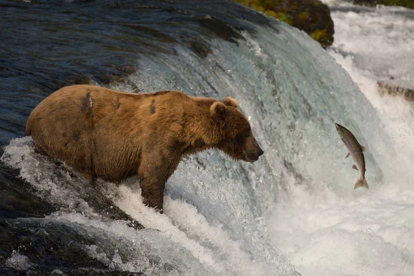 Alaskan brown bear catching salmon — Stock Photo, Image