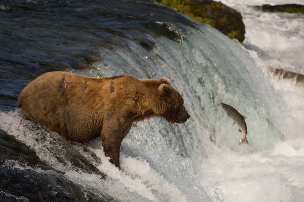 Urso pardo do Alasca captura salmão — Fotografia de Stock
