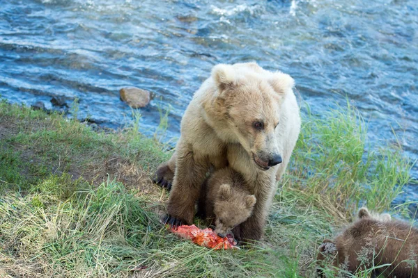 Alaszkai barna medve koca és a kölykök — Stock Fotó