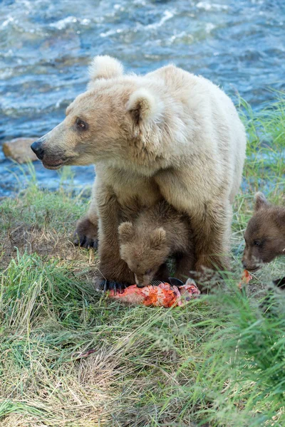 Αλάσκα καφέ αρκούδα γουρούνα και cubs — Φωτογραφία Αρχείου
