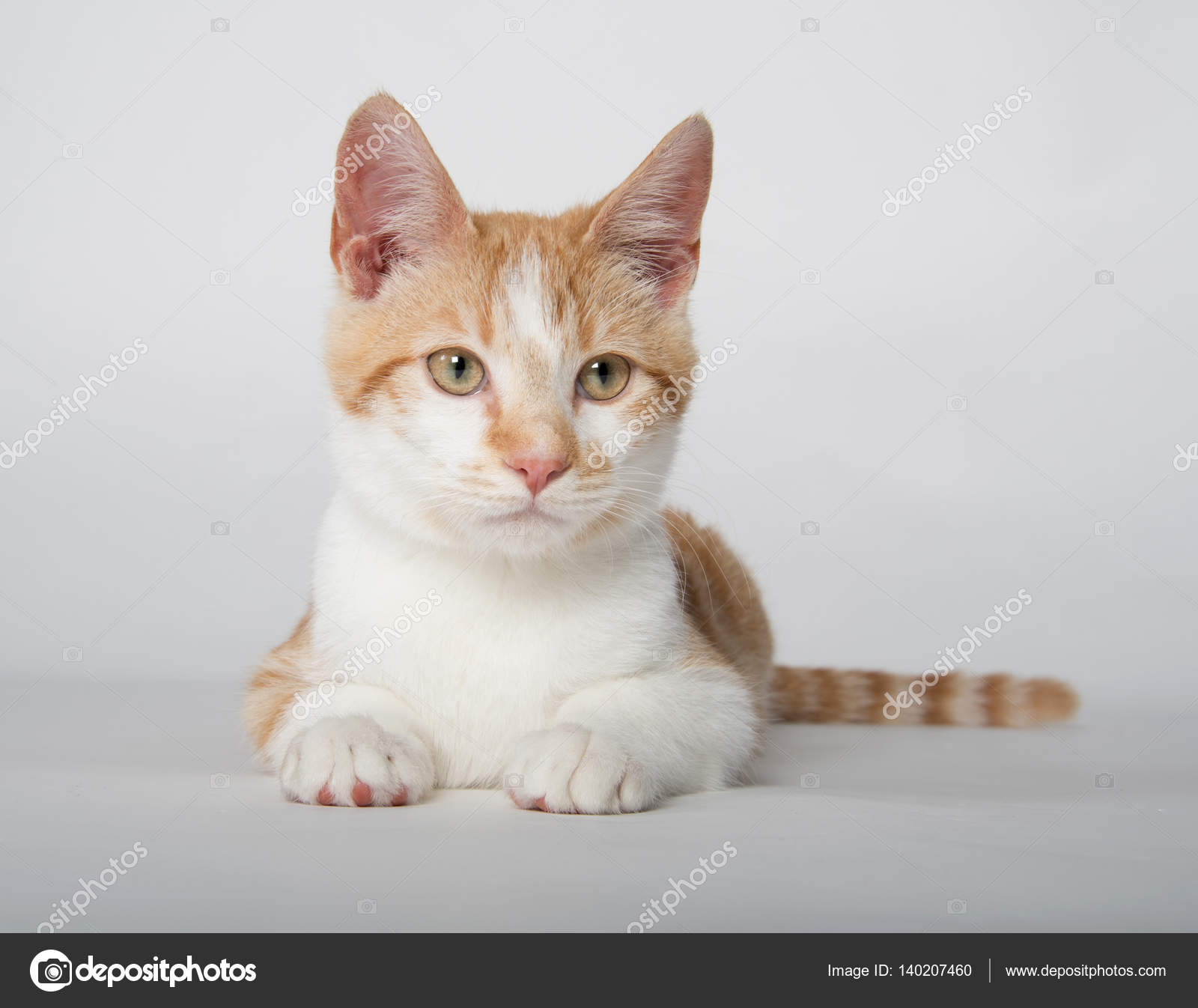 cute yellow cat