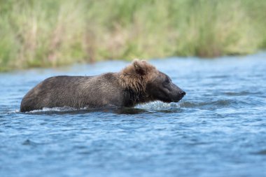 Alaska boz ayı gölet ve göllerde