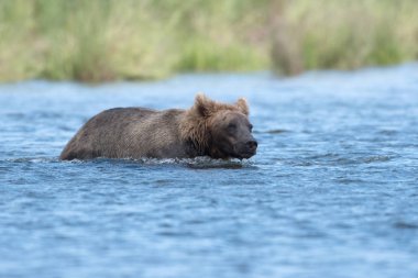 Alaska boz ayı gölet ve göllerde