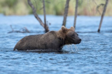 Alaska boz ayı gölet ve göllerde