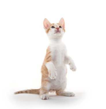 Beyaz üzerine sevimli sarı tabby yavru kedi