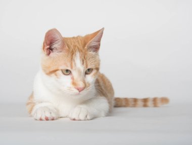 Şirin sarı tekir kedi beyaz