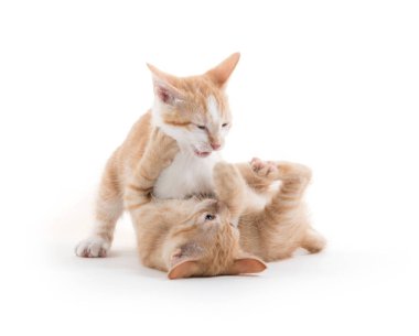 oynayan iki şirin yavru kedi