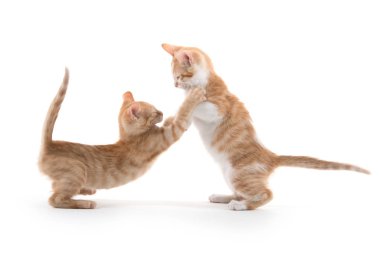 oynayan iki şirin yavru kedi