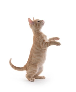 Beyaz Sarı tabby yavru kedi