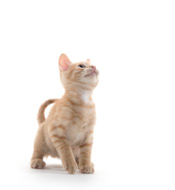 Beyaz Sarı tabby yavru kedi