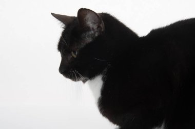 Şirin smokin kedi beyaz