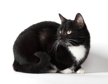 Şirin smokin kedi beyaz