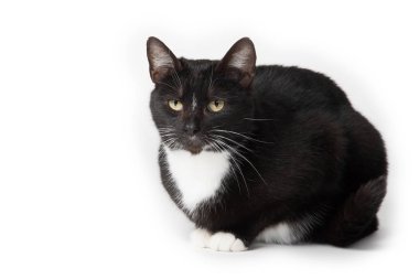 Şirin smokin kedi beyaz