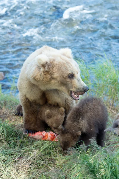 Alaskan brown bear sow and cubs — Stock Photo, Image