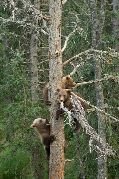 三个阿拉斯加棕熊幼崽 — 图库照片