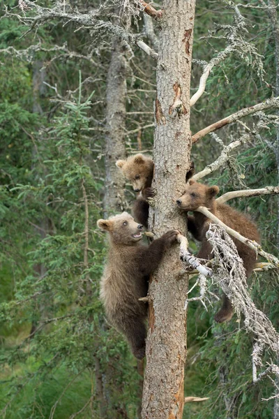 Tre Alaskan brunbjörn ungar — Stockfoto