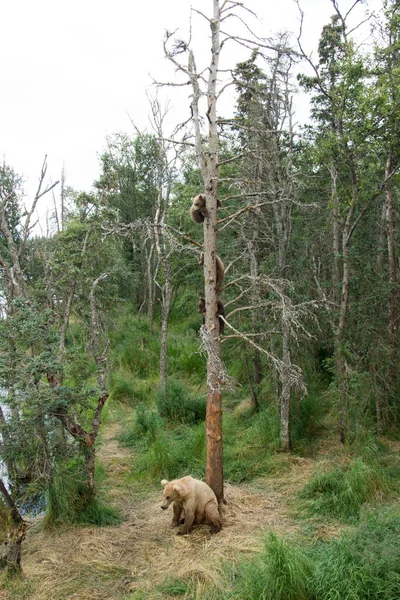 Urso marrom do Alasca semeia com filhotes na árvore — Fotografia de Stock