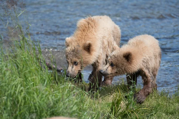 Dois filhotes de urso marrom do Alasca — Fotografia de Stock