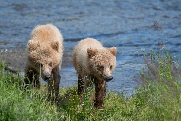 Δύο Αλάσκα cubs καφέ αρκούδα — Φωτογραφία Αρχείου