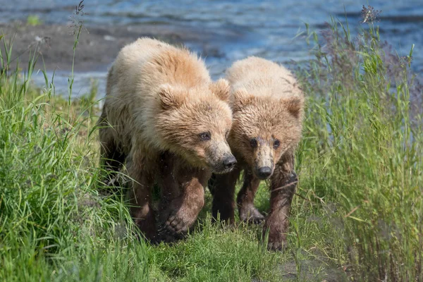 Two Alaskan brown bear cubs — Stock Photo, Image