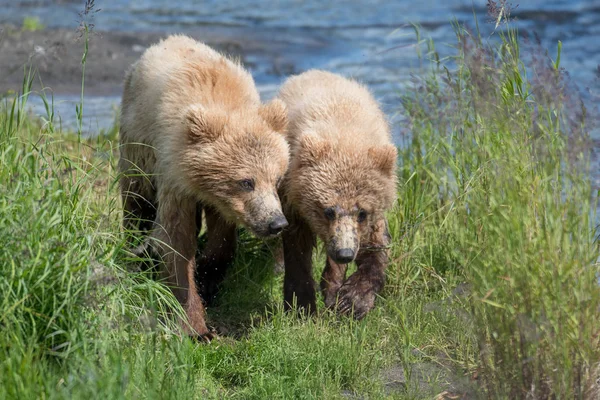 Két alaszkai barna medve kölykeit — Stock Fotó
