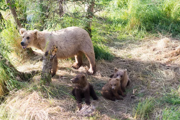 Αλάσκα καφέ αρκούδα γουρούνα και cubs — Φωτογραφία Αρχείου