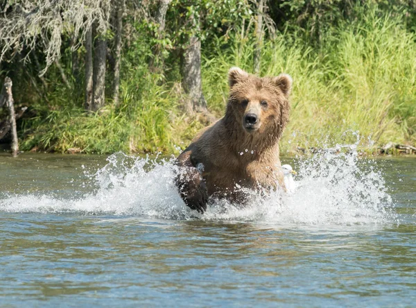 Alaskan brown bear running in water — Stock Photo, Image