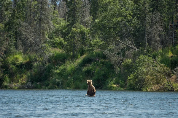 Великий коричневий ведмідь сіяти — стокове фото