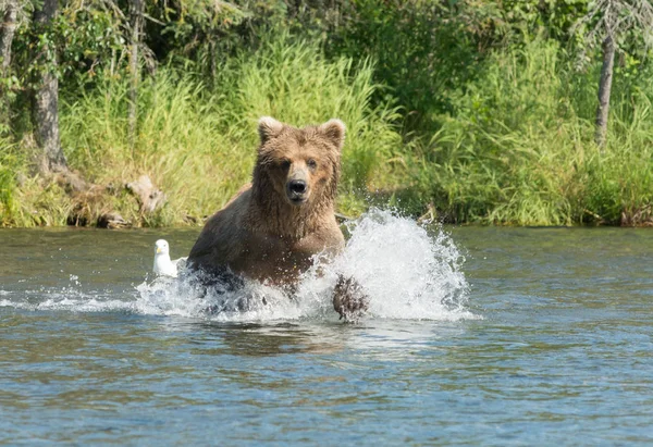 Ours brun de l'Alaska courant dans l'eau — Photo