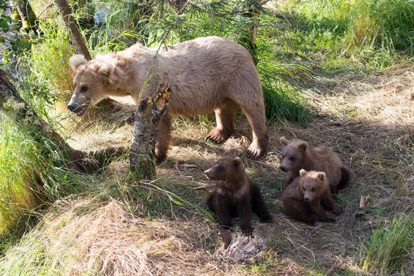 Αλάσκα καφέ αρκούδα γουρούνα και cubs — Φωτογραφία Αρχείου