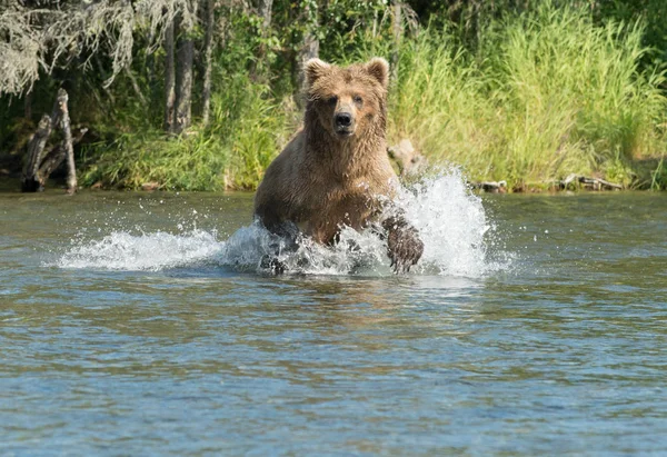 Aljašský medvěd hnědý běh ve vodě — Stock fotografie