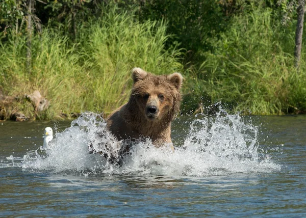 Аляскинский бурый медведь бежит в воде — стоковое фото