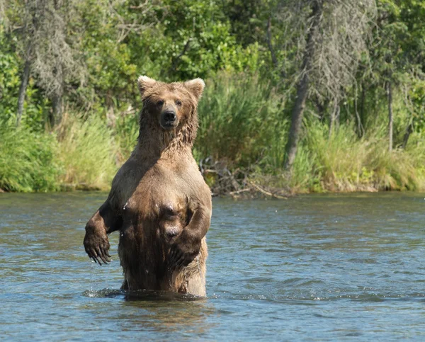 アラスカで大きなヒグマの水に種をまく — ストック写真